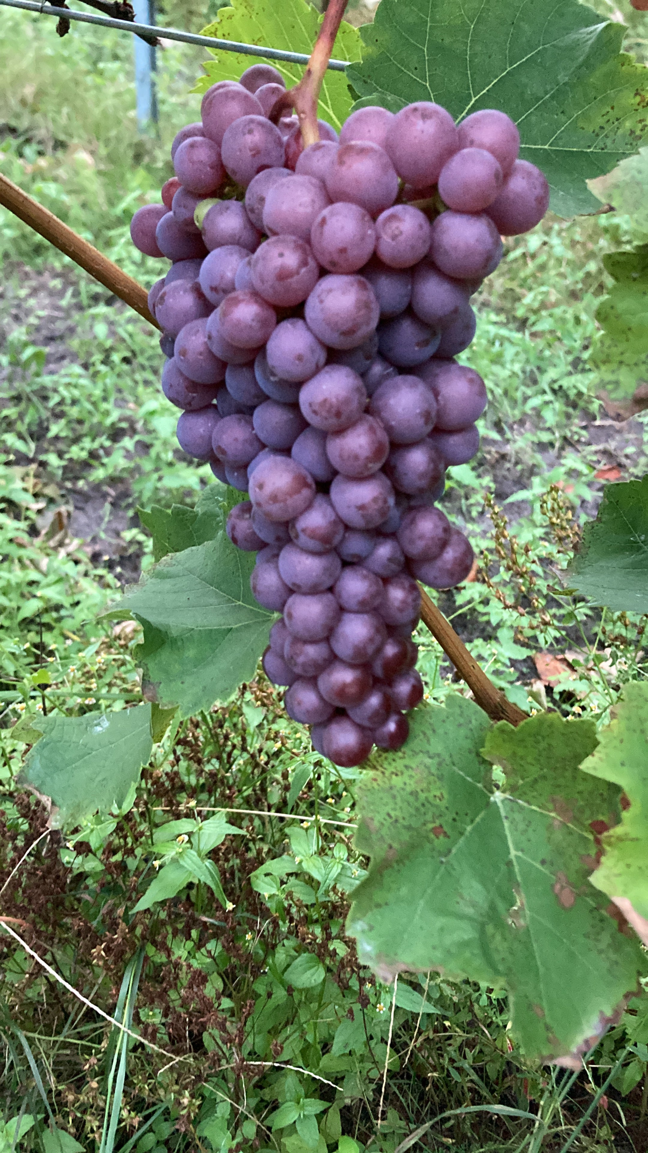 Planwagenfahrten und oder Weinwanderung