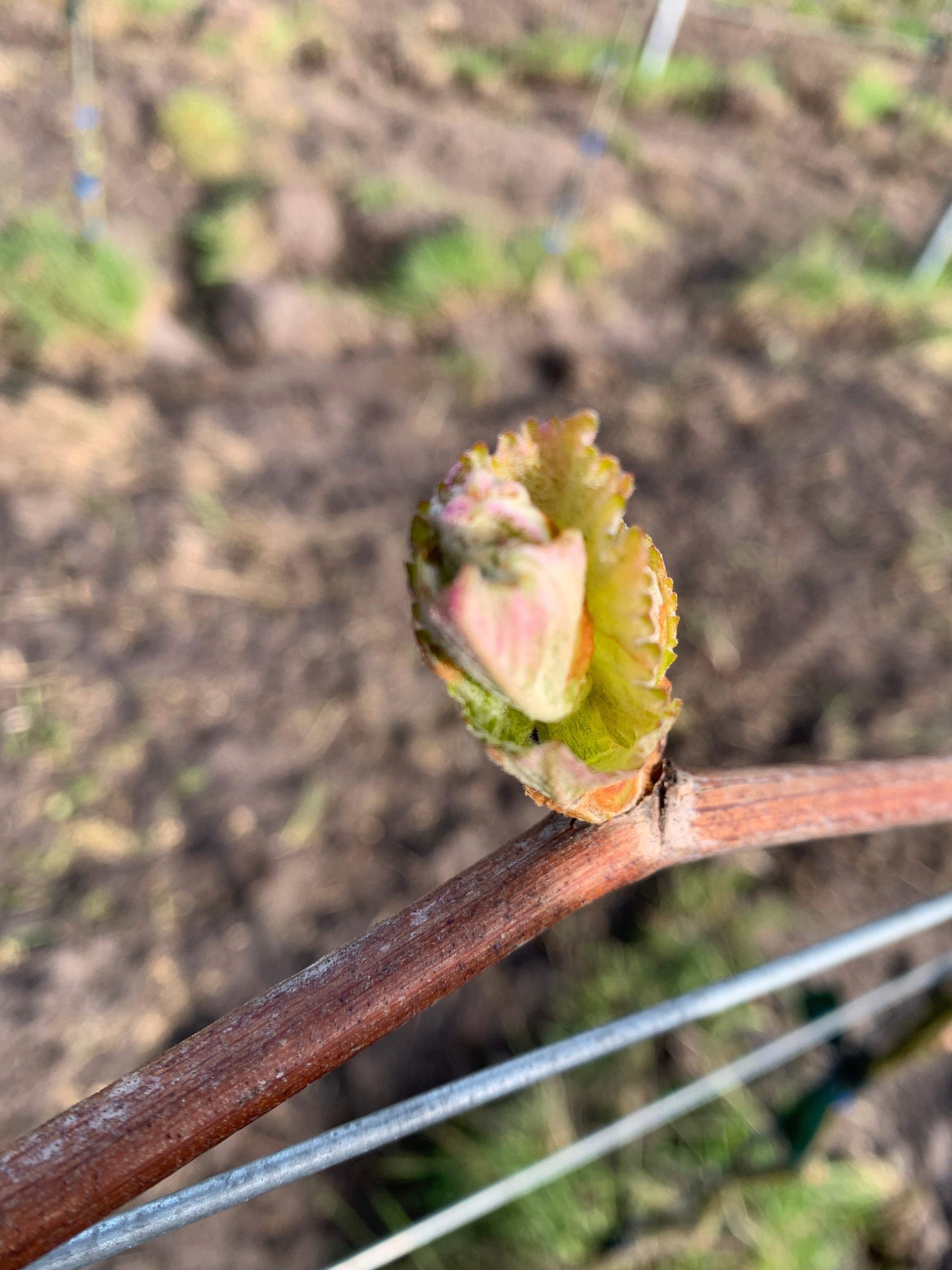 Planwagenfahrten und oder Weinwanderung