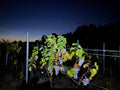Planwagenfahrten und oder Weinwanderung
